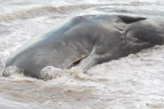 Whales beached between Tunstall and Withernsea in East Yorkshire