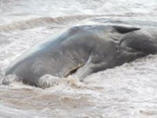 Ten whales dead after washing up on Yorkshire beach