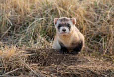 Endangered black-footed ferrets get experimental Covid vaccine