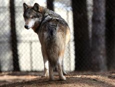 Friend or foe? Europe’s largest wolf population divides opinion 