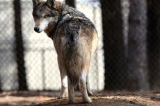 Friend or foe? Europe’s largest wolf population divides opinion