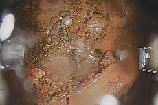 Melted fuel removal at Fukushima delayed by pandemic