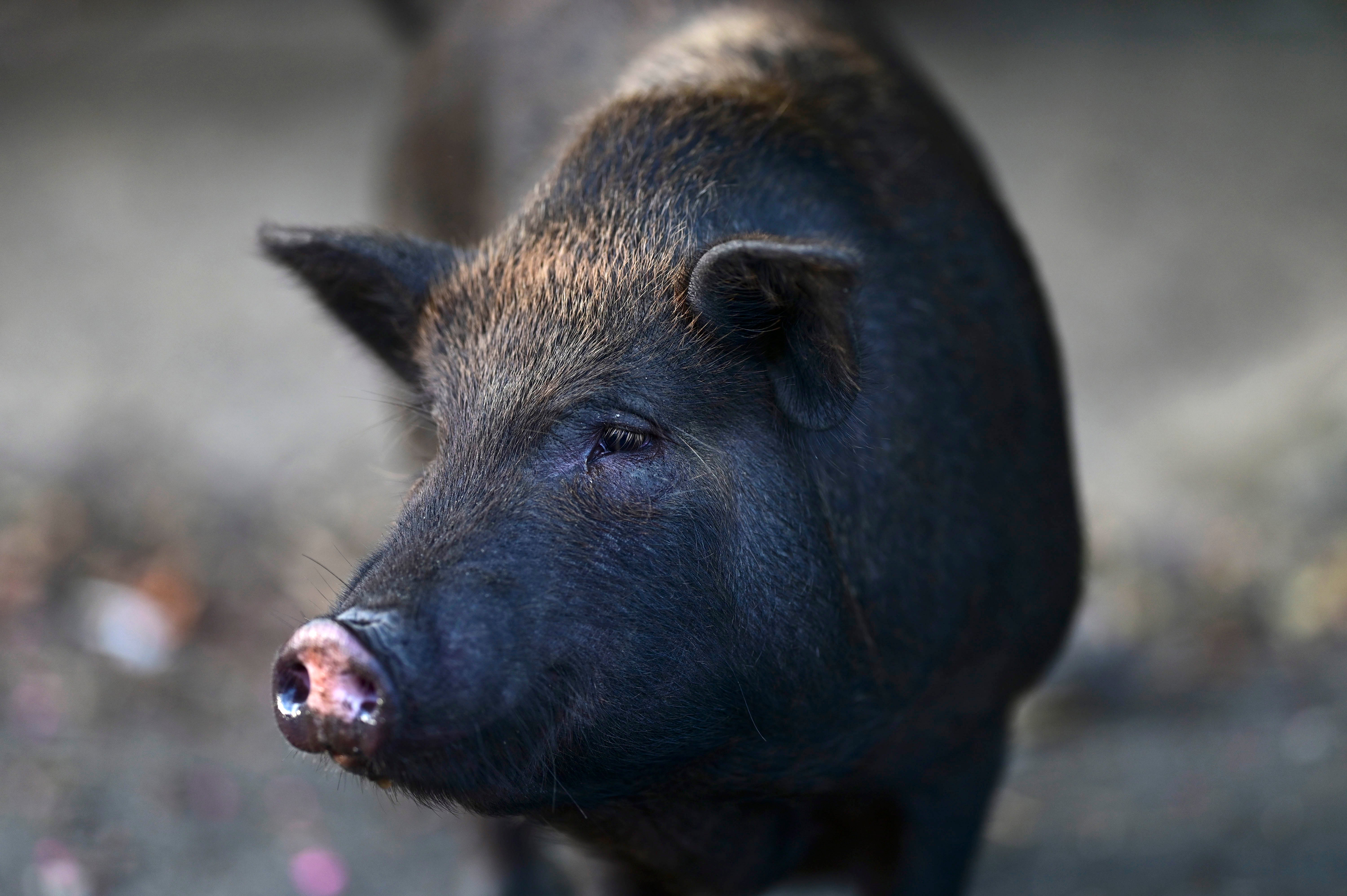 Puerto Rico Pig Invasion