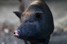Feral pigs flummox Puerto Rico, infiltrate communities