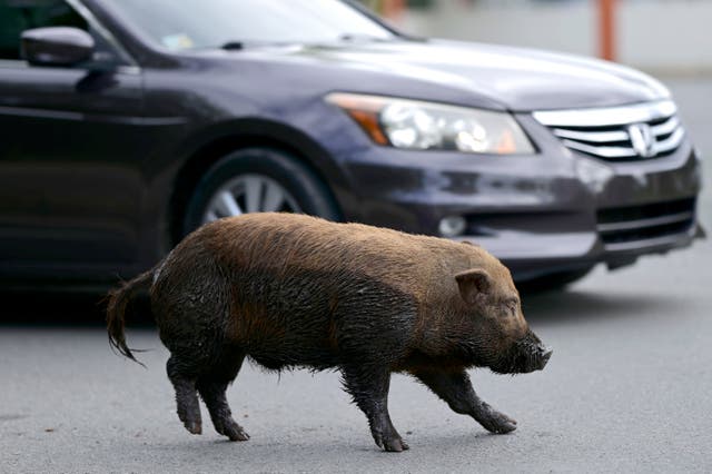 <p>Un cerdo vietnamita cruza una calle en la comunidad de Cantera, en Puerto Rico, el 11 de diciembre del 2020. Los animales se han reproducido a una tasa tal que la isla declaró una emergencia el año pasado para que las autoridades puedan iniciar su erradicación.&nbsp;</p>