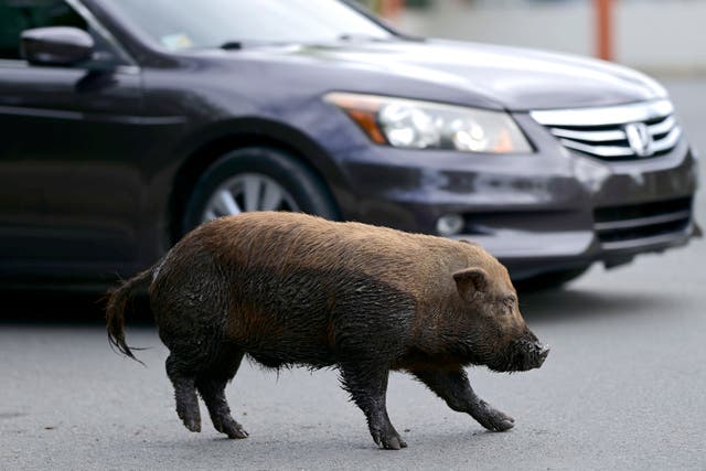 <p>Un cerdo vietnamita cruza una calle en la comunidad de Cantera, en Puerto Rico, el 11 de diciembre del 2020. Los animales se han reproducido a una tasa tal que la isla declaró una emergencia el año pasado para que las autoridades puedan iniciar su erradicación.&nbsp;</p>