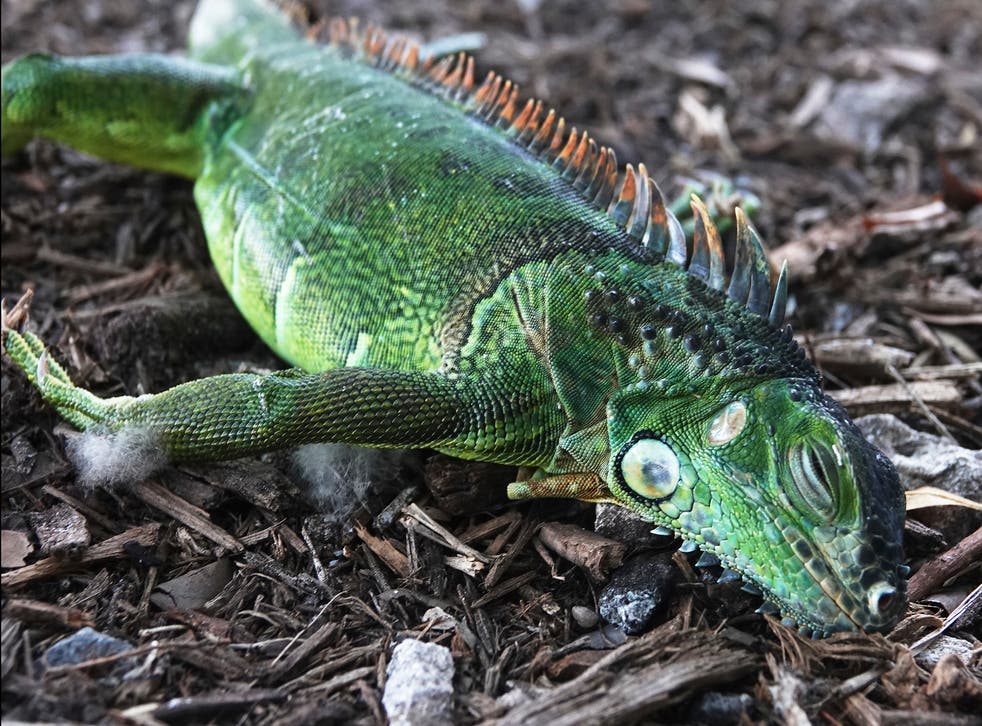 <p>ARCHIVO - En esta foto del 22 de enero del 2020, una iguana aturdida yace en el suelo en el parque Cherry Creek, en Oakland Park, Florida. Como son reptiles de sangre fría, las iguanas que viven en árboles en el sur de Florida a menudo quedan paralizadas en el frío, lo que hace que caigan el suelo cuando la temperatura se desploma, aunque siguen vivas.</p>