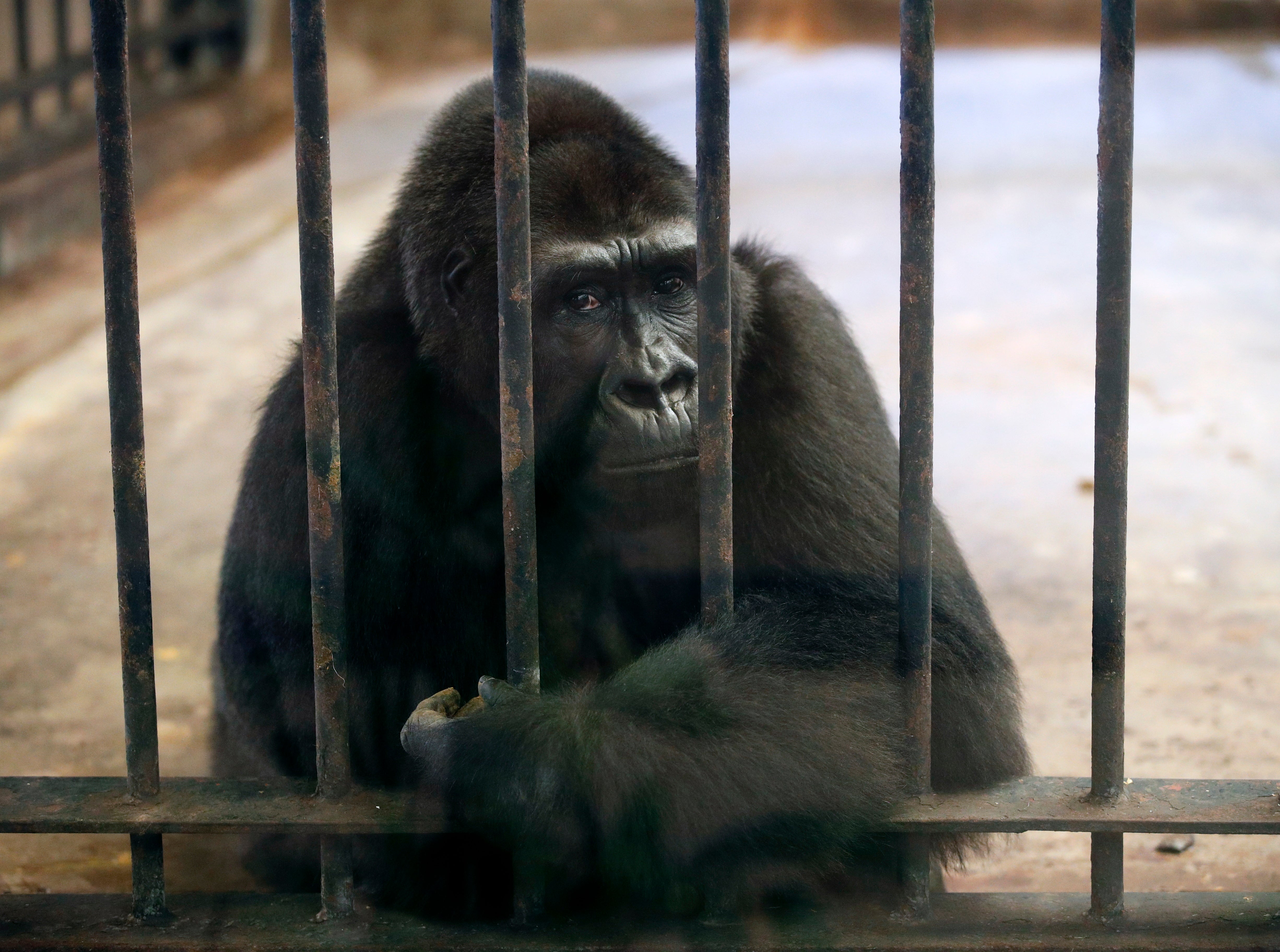 Bua Noi in her cage at Pata Zoo in Bangkok