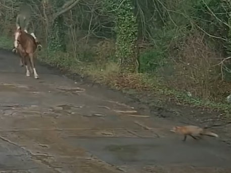 The fox runs in front of a rider as it is chased