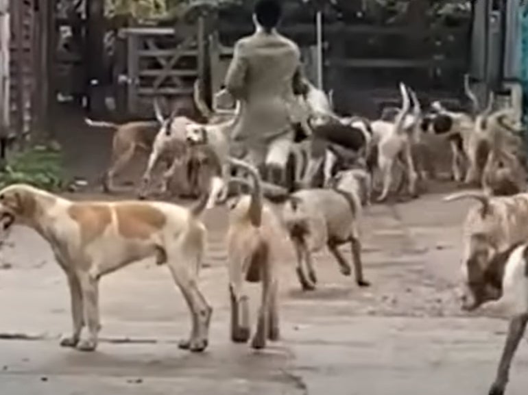 A huntsman was captured on film retrieving the fox’s body