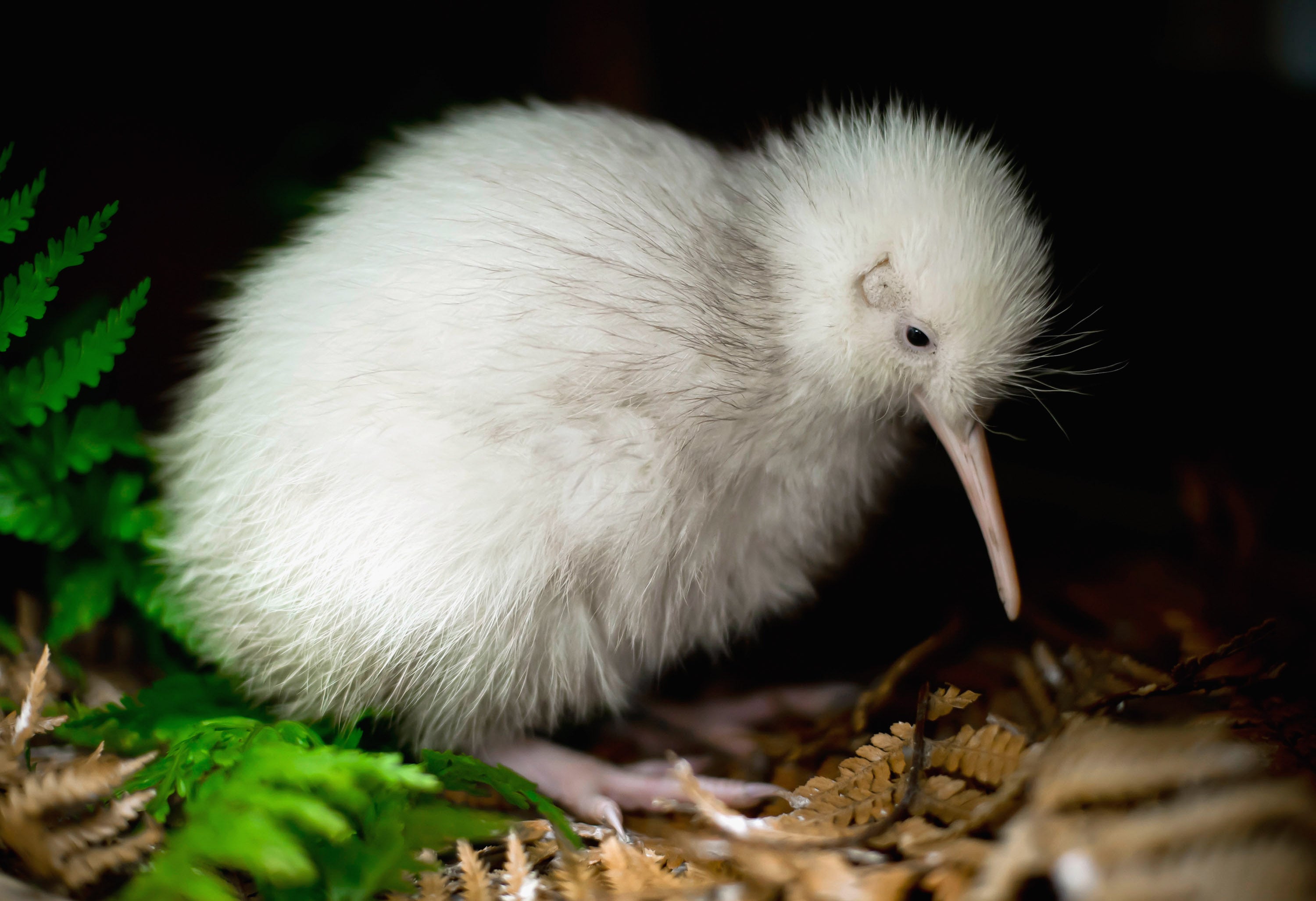 The all-white kiwi, named ‘Manukura’ is suspected to be the first white chick born in captivity