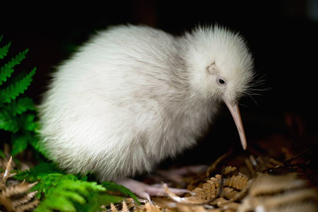 <p>The all-white kiwi, named ‘Manukura’ is suspected to be the first white chick born in captivity</p>
