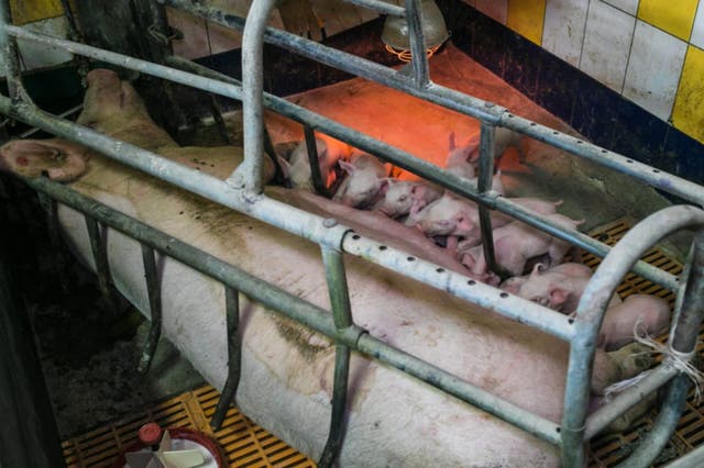 Farrowing crates used on factory farms, as well as widespread antibiotic use, are cruel and unnecessary, activists say