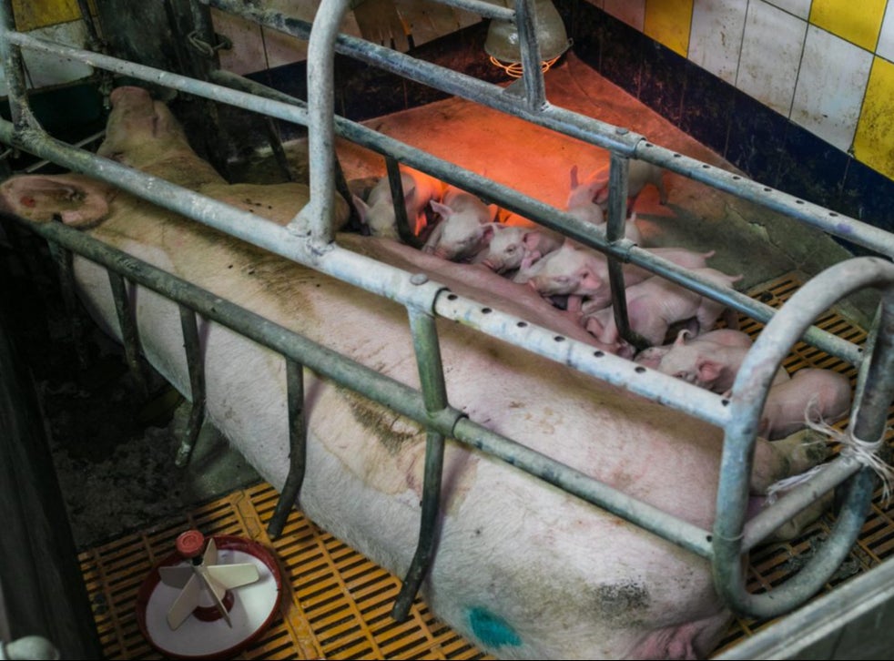 Farrowing crates used on factory farms, as well as widespread antibiotic use, are cruel and unnecessary, activists say