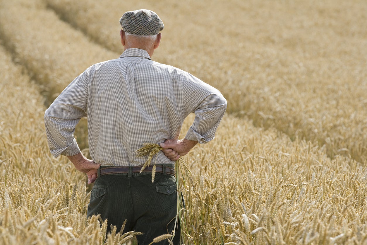 Scientists hope their discovery could lead to more resilient wheat and barley crops