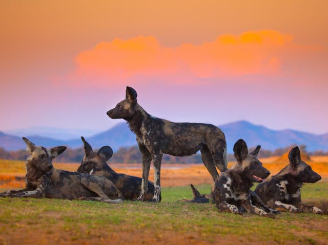 The painted wolf family that featured in the first series of Dynasties 