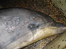 Fatal skin disease in dolphins linked to climate crisis
