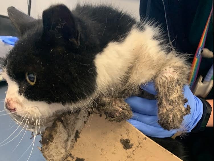 Cat put down after becoming stuck to four glue traps | The Independent