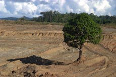 Tropical deforestation linked to ‘cognitive decline’ of workers