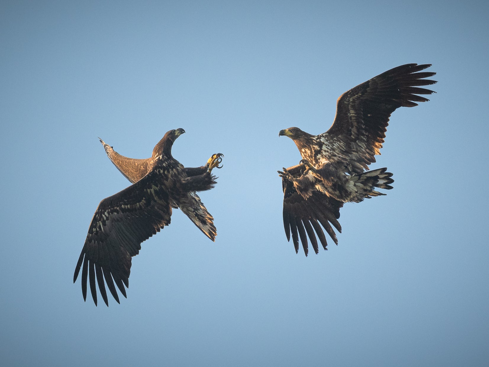 Four out of six white-tailed eagles released last year survived