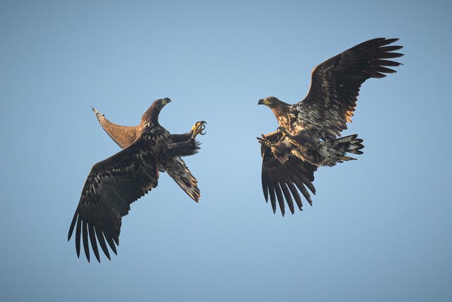 Four out of six white-tailed eagles released last year survived