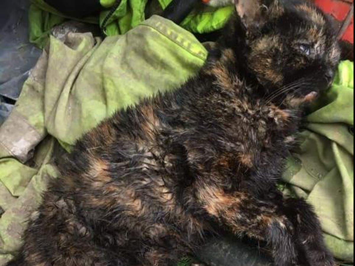 Hunt apologises after ‘out of control’ hounds kill pet cat in garden