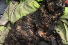 Hunt apologises after ‘out of control’ hounds kill pet cat in garden