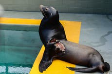 Young sea lion recovers from shark bite, returns to ocean