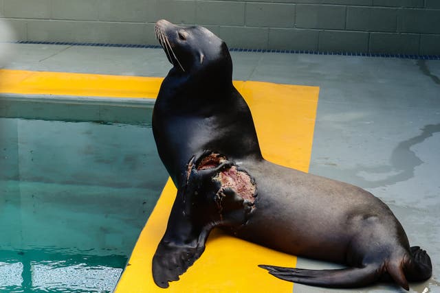 Rescued Sea Lion