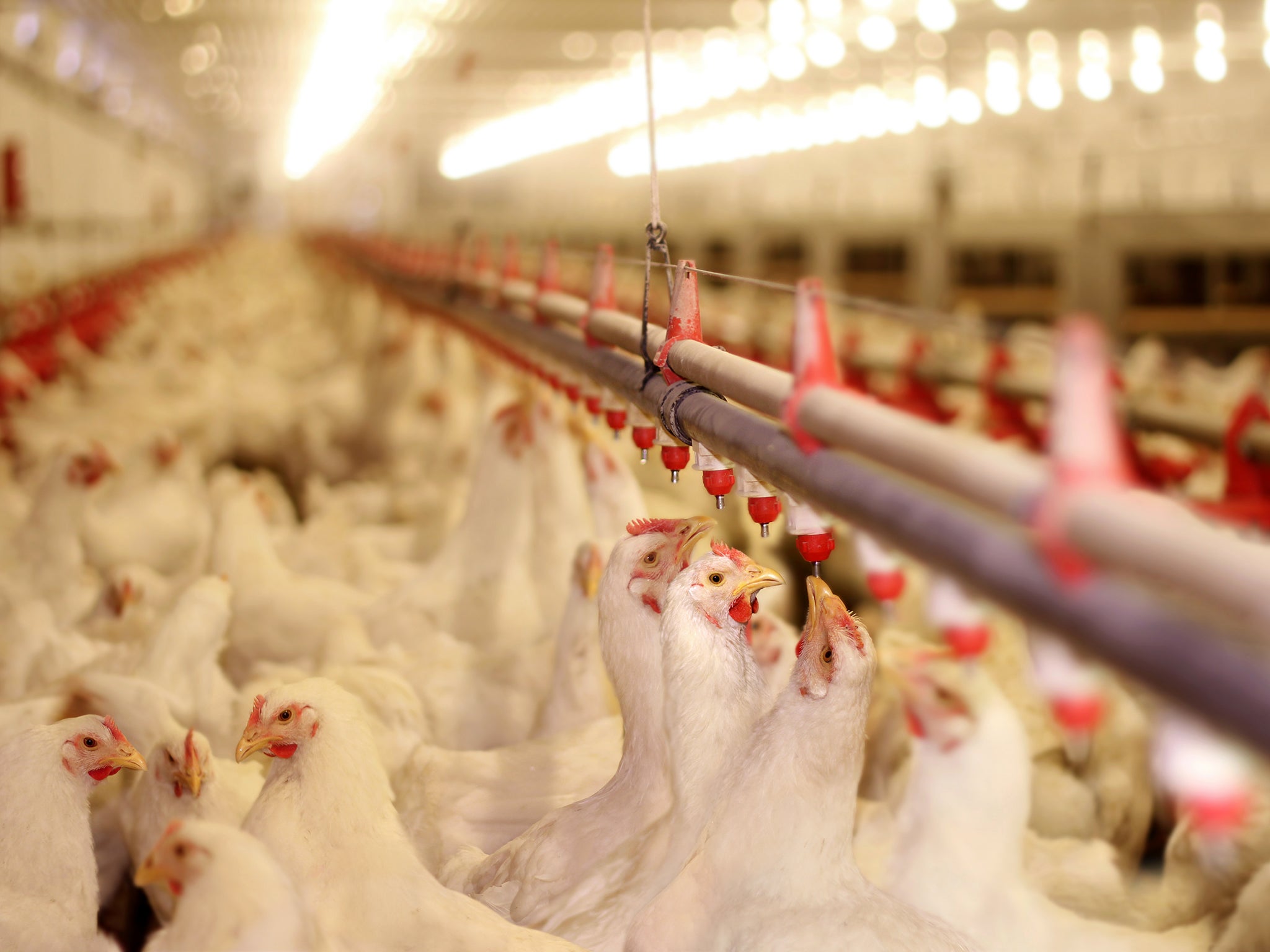 Clucking hell: tens of billions of hens are killed annually
