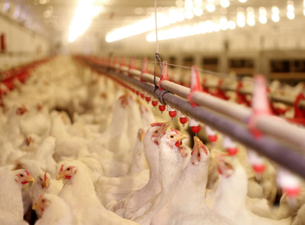 <p>Clucking hell: tens of billions of hens are killed annually</p>