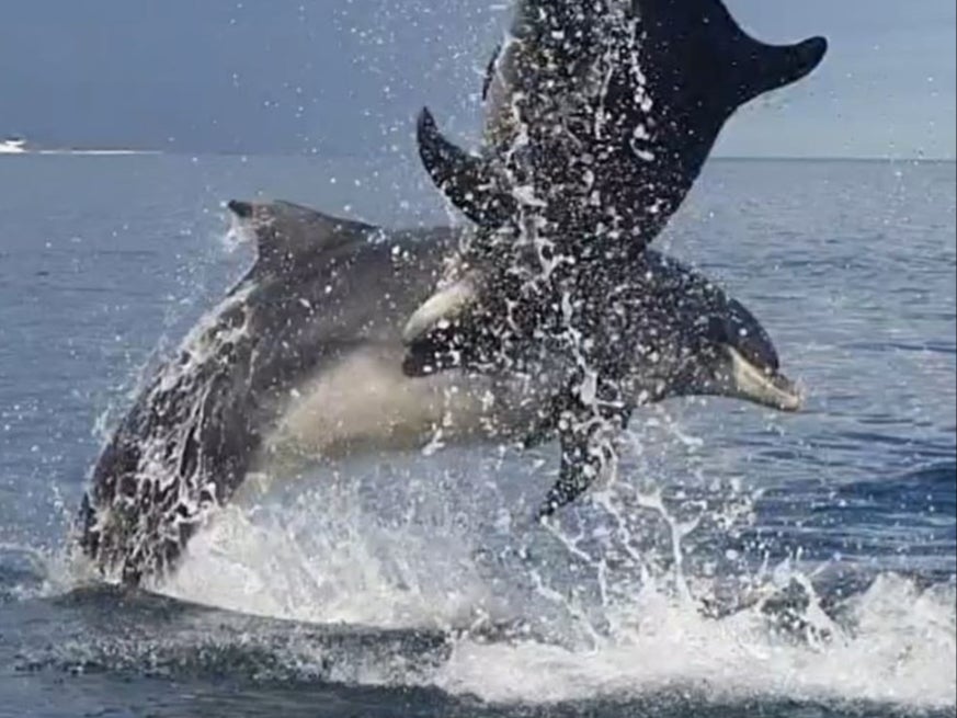 Bottlenose dolphins spotted off the coast of Redcar