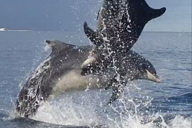 Bottlenose dolphins spotted off the coast of Redcar