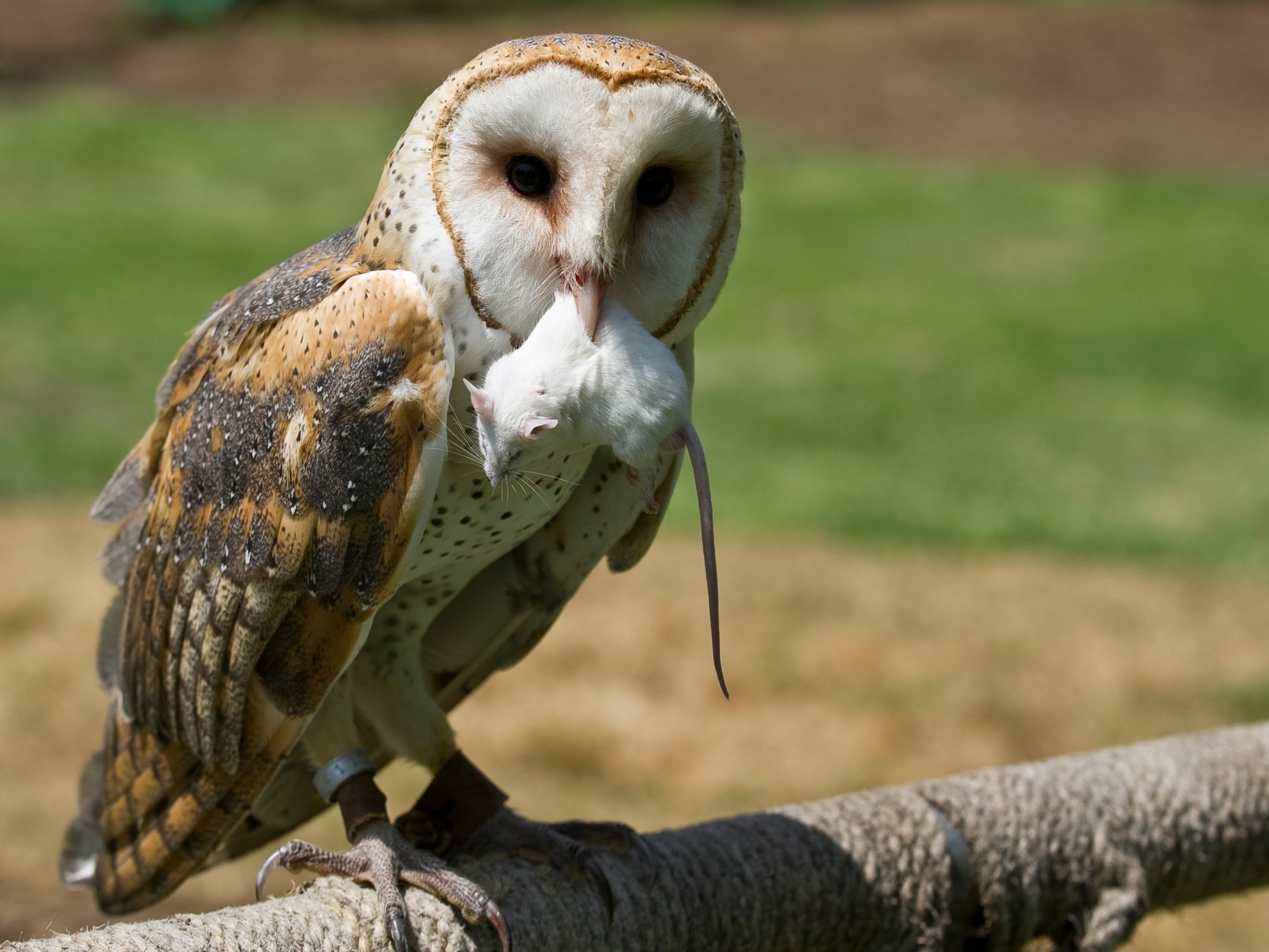 Most British barn owls have rodent poison in them from eating small animals, analysis has found