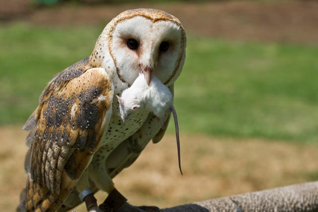 <p>Most British barn owls have rodent poison in them from eating small animals, analysis has found</p>