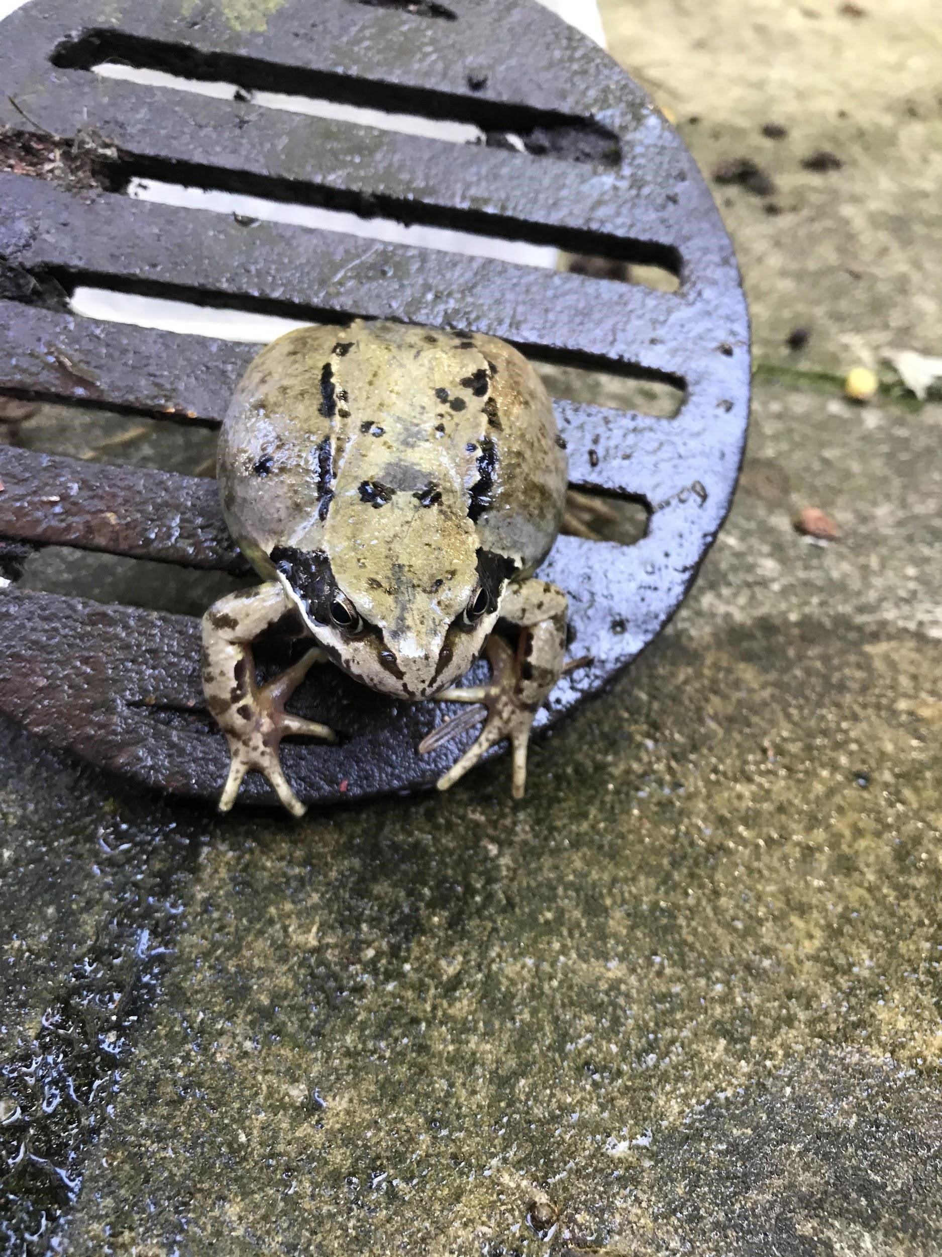 A frog stuck in a drain cover in the Wirral