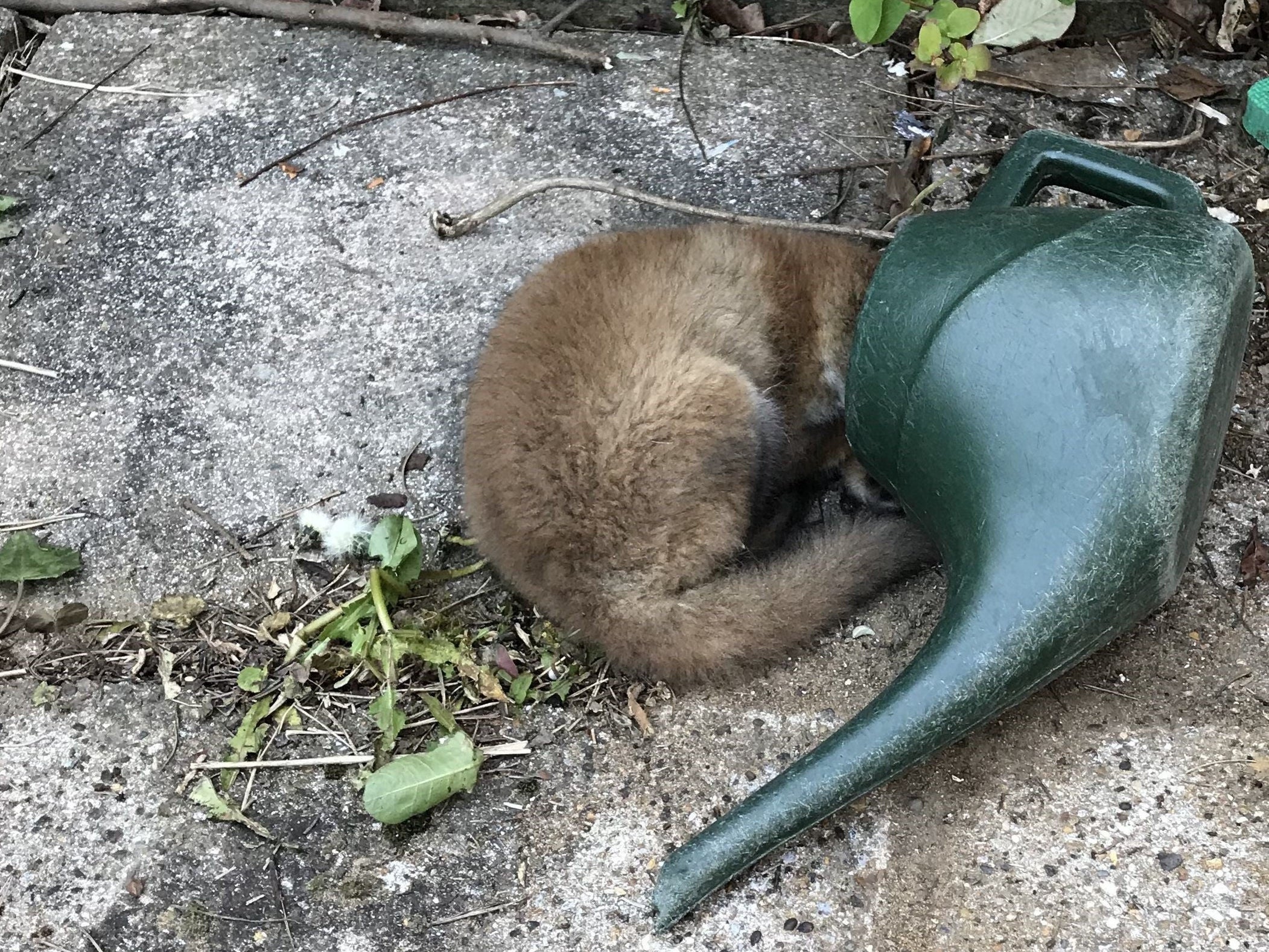 What a drip! Rescuers were called to Kent to help a fox cub who'd got a watering can stuck on his head
