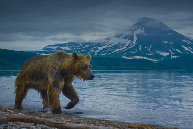 <p>A brown pair patrols the shores of a Russian lake in episode one of ‘A Perfect Planet’</p>
