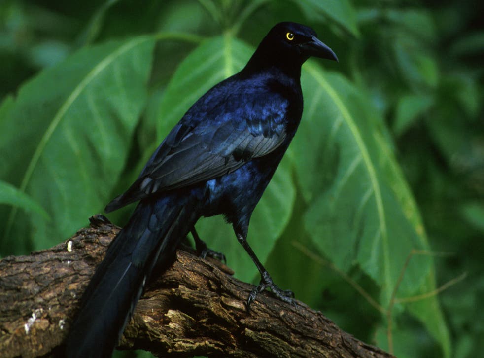 <p>Great-tailed grackle (Quiscalus mexicanus)</p>