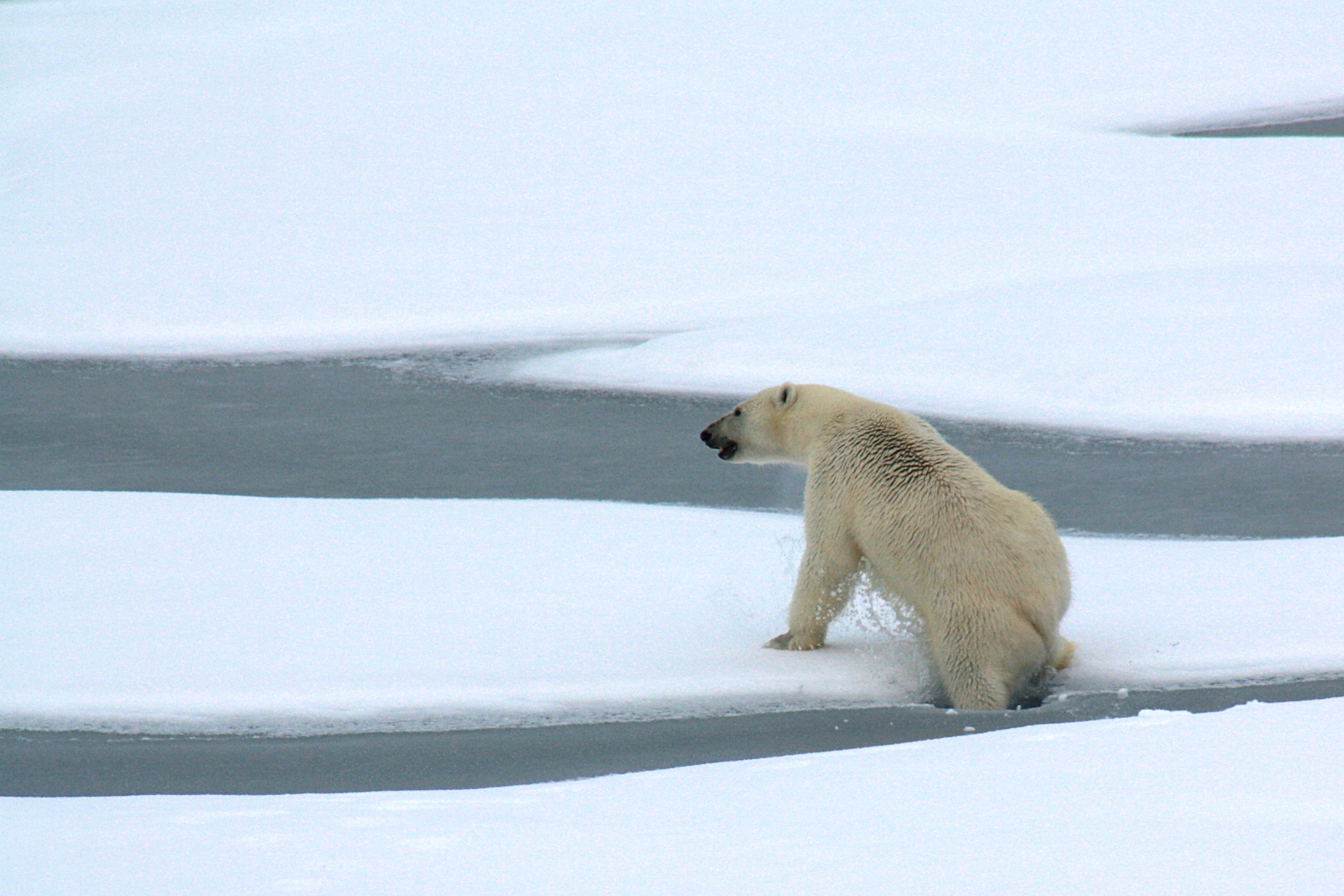 <p>A polar bear breaks through thin Arctic Ocean ice a decade ago. The Arctic region has endured one of its hottest years in 2020</p>