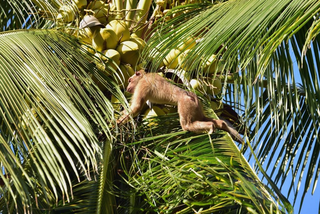 In 2020, PETA Asia blew the lid off the Thai coconut industry’s use of captive monkeys&nbsp;