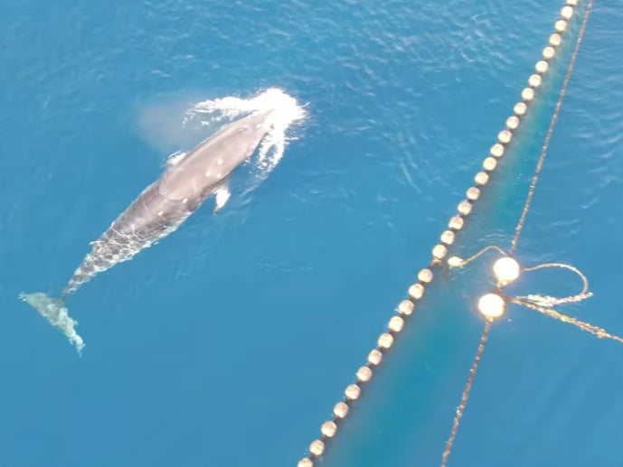 The animal is seen repeatedly hitting the nets in a futile effort to escape