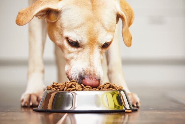 Pet food recalled after 28 dogs die