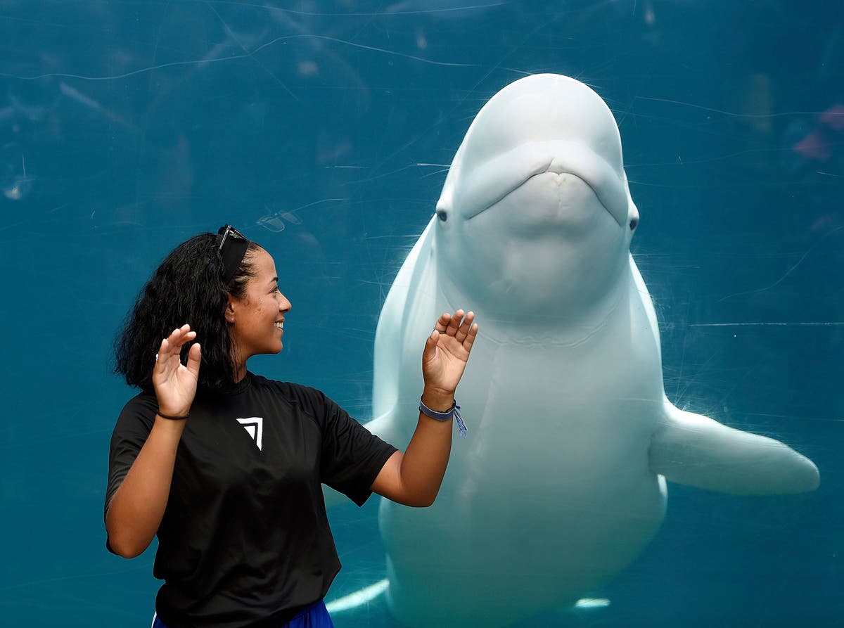 Aquarium Agrees To Delay Beluga Whale Delivery Amid Lawsuit Beluga Whales Aquarium Hartford Lawsuit Aquarium The Independent