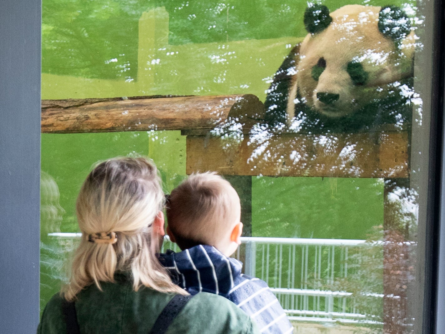 Members of the public look at a giant panda at Edinburgh Zoo in June