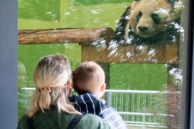 Members of the public look at a giant panda at Edinburgh Zoo in June