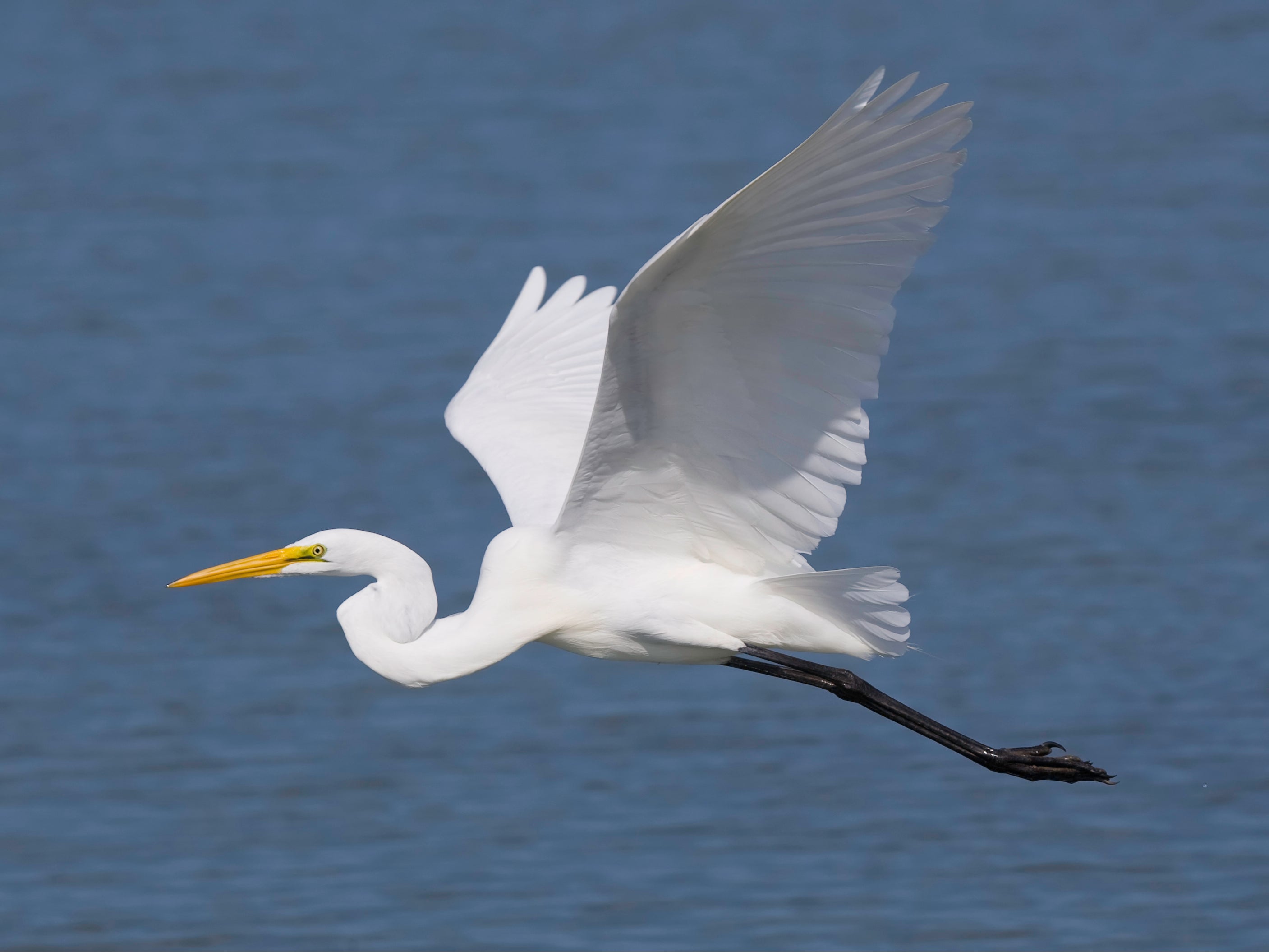 Over 8,000 great white egrets were spotted in the UK in 2020, up from 1,000 in 2010
