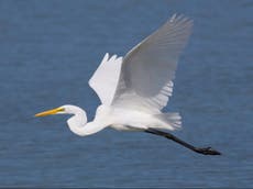 Great white egret no longer rare bird as numbers boom in UK and Europe