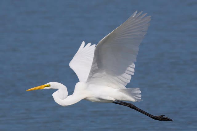 Over 8,000 great white egrets were spotted in the UK in 2020, up from 1,000 in 2010