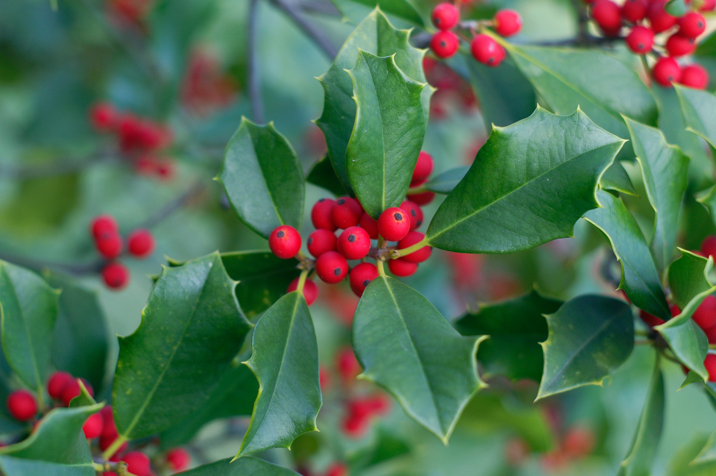 Spirits were once believed to live in the seasonal greenery